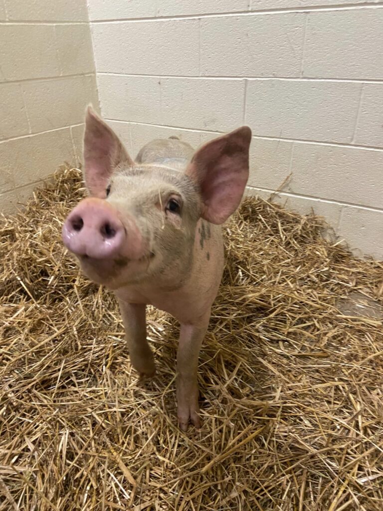 American Yorkshire pig