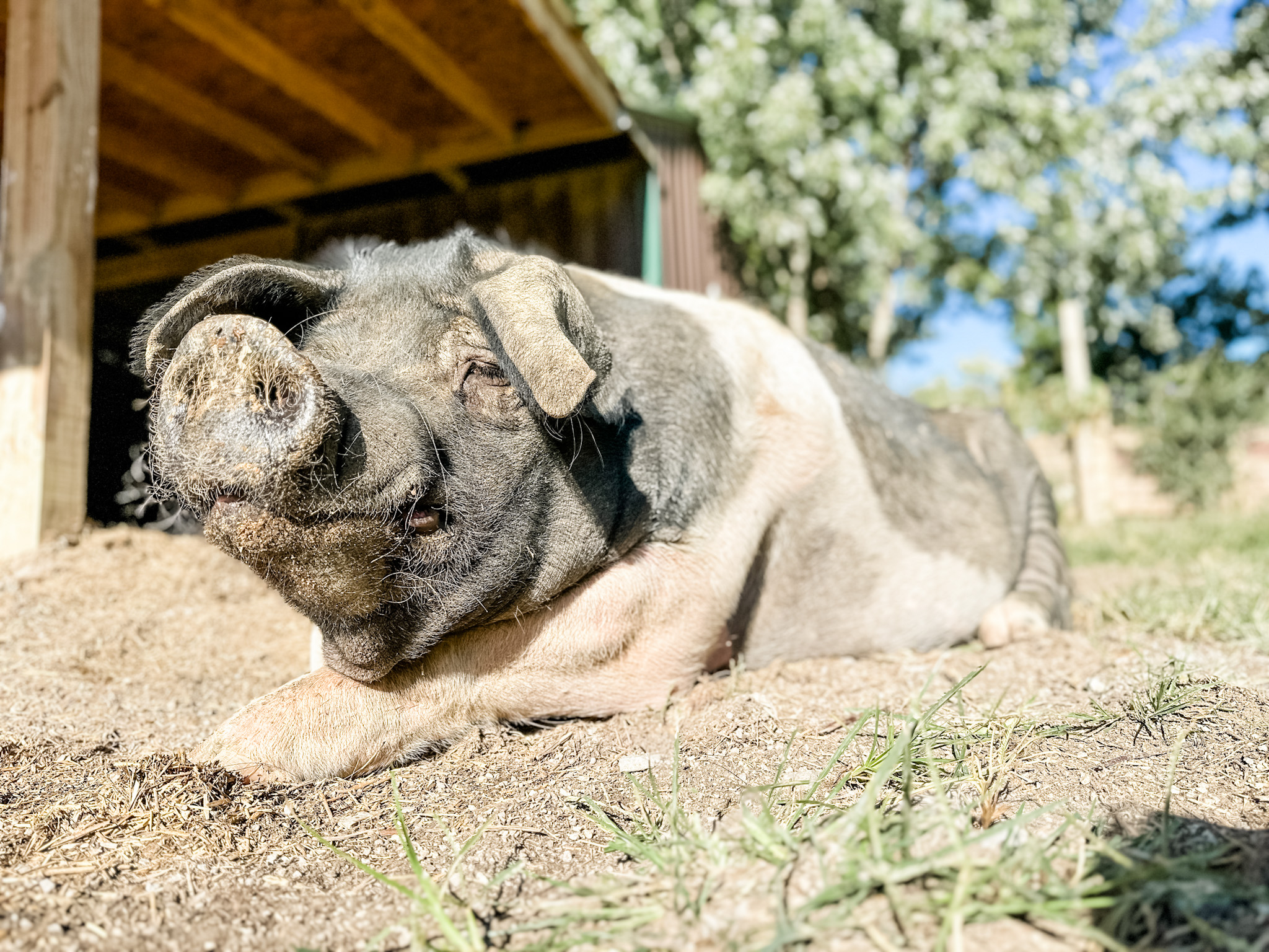 Sissy is one of the residents of the Garden Houses Neighborhood.