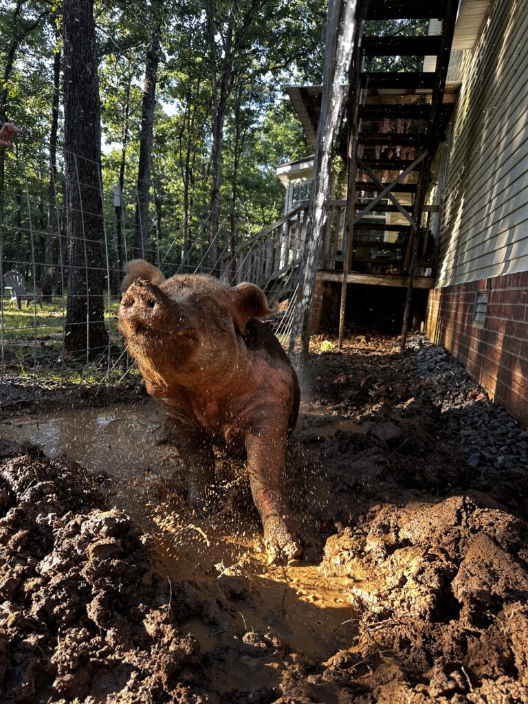 Wally standing in the muddy wallow he created beside the house to stay cool.