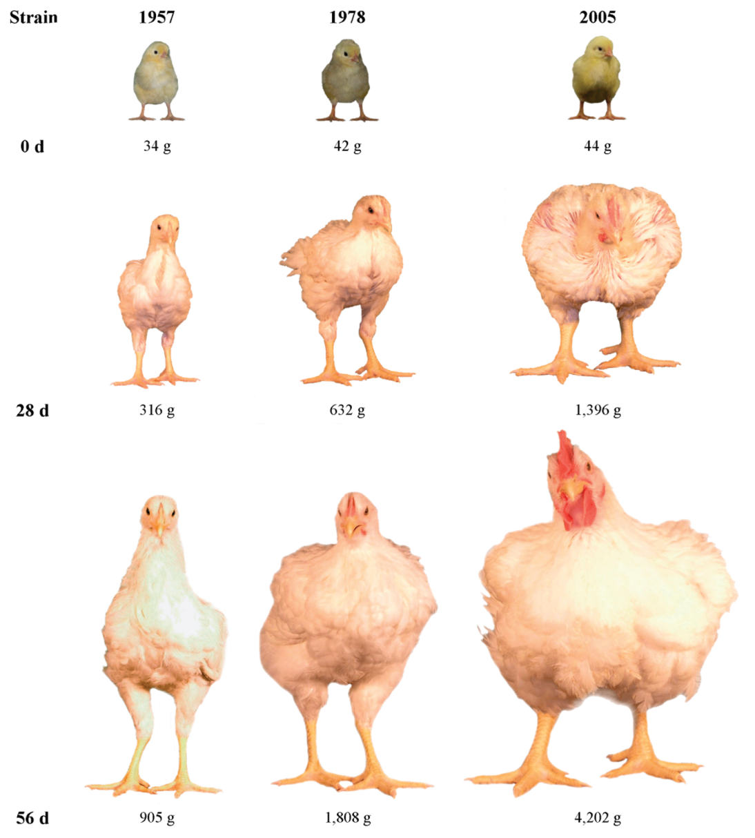 Artificial selection and broiler growth: chicken strains from 1957, 1978 and 2005 at 0, 28 and 56 days. At 56 days they weigh 905, 1,808 and 4,202 grams respectively.