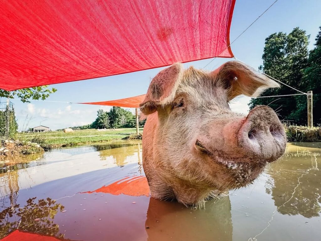 Dudley standing in a muddy wallow beneath red shade sails.