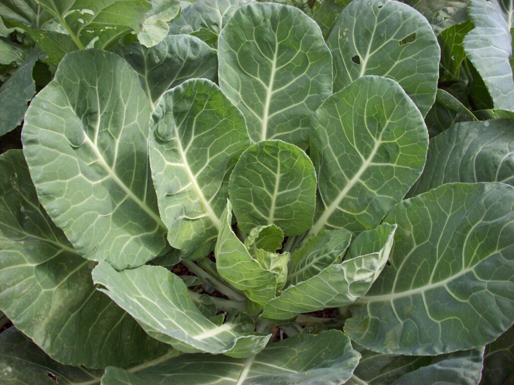 Collard greens (Brassica oleracea).