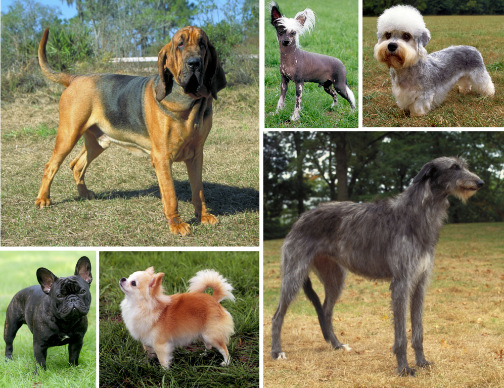 Six dogs with different body sizes, leg lengths, coat types and face shapes, illustrating diversity produced by selective breeding.